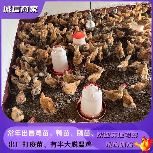 衡阳青脚土鸡苗脱温鸡苗半斤两左右量大优惠详谈