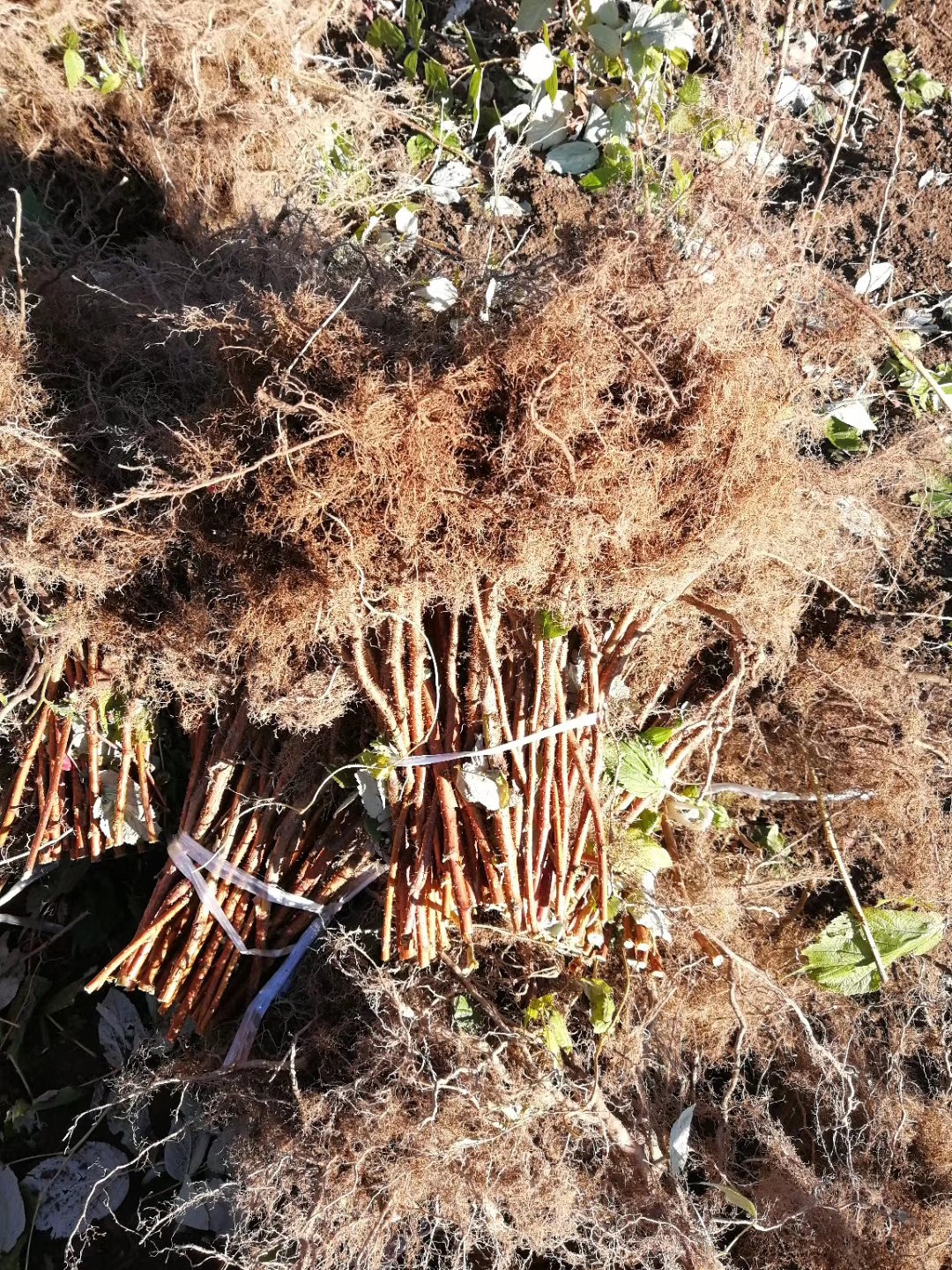 当年就可以结果双季树莓苗新品种懂的来