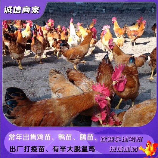 衡阳批发湘黄土鸡苗 公黄土鸡苗三黄鸡苗