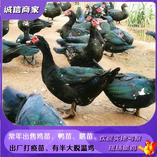 衡阳黑番鸭苗厂家直销黑洋鸭苗番鸭苗火鸭苗
