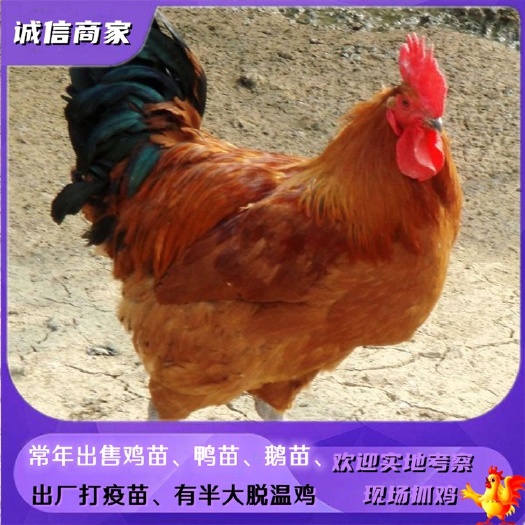 衡阳快大青脚麻鸡苗大种青脚麻肉鸡苗铁脚麻鸡苗