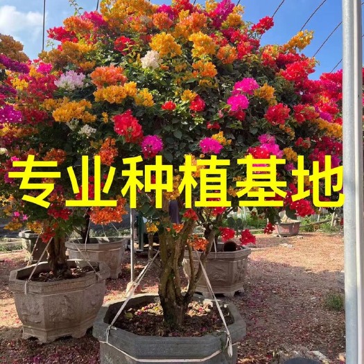 造型多色三角梅批发 五雀三角梅价格 紫花球形三角梅供应
