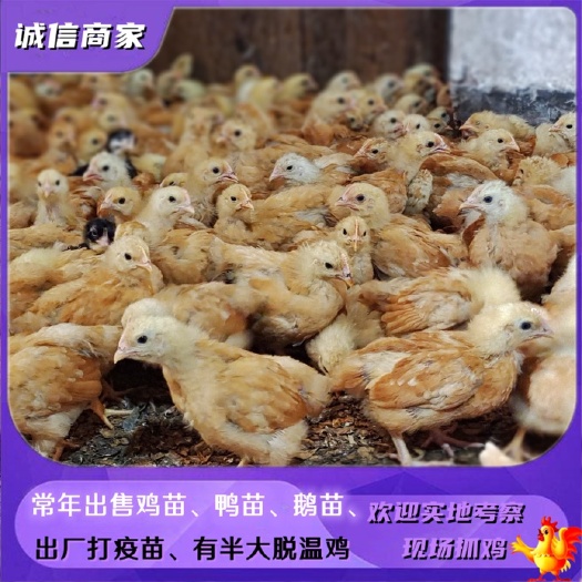 衡阳黄土鸡苗脱温鸡苗半斤左右量大优惠如要大规格的欢迎详谈