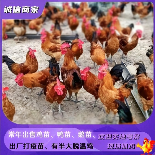 衡阳厂家直销红毛青脚土鸡苗红瑶鸡苗麻鸡苗