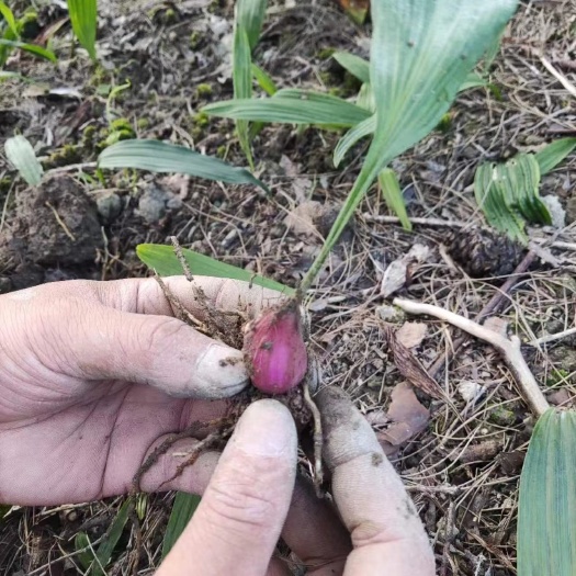 赤壁市山慈菇 山慈菇种苗 冰球子苗  独蒜兰 药典山慈菇种苗