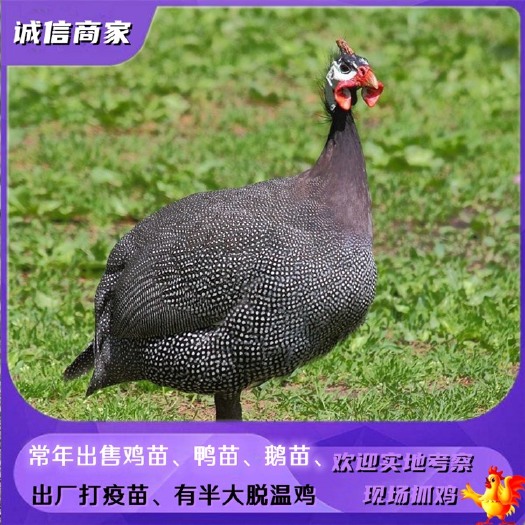 批发珍珠鸡苗还有贵妃鸡苗观赏鸡