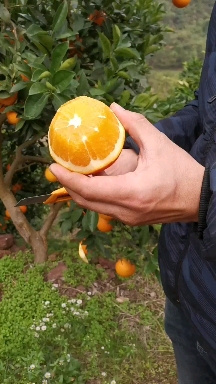 （热销）麻阳冰糖橙现摘现发，诚信代办。对接电商批发商。