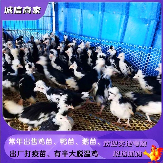 衡阳厂家批发贵妃鸡脱温鸡苗一个月贵妃鸡苗另有珍珠鸡土鸡