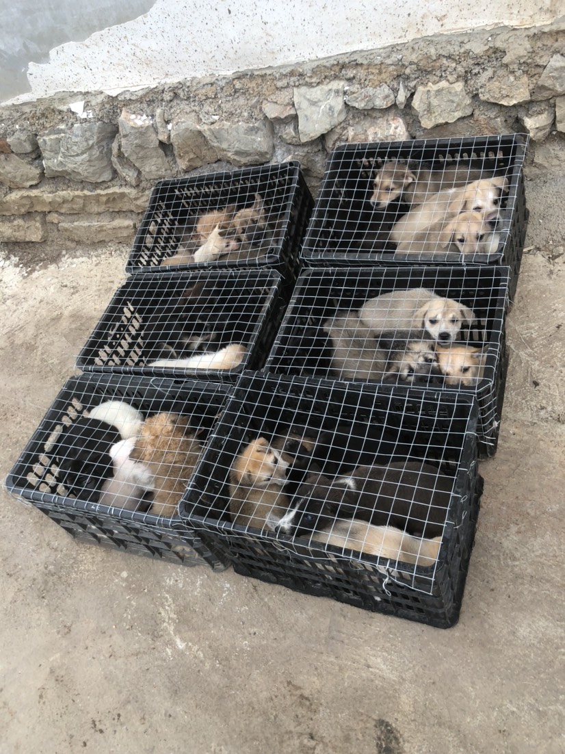 贵州小土狗出售 土狗狗苗 小土狗幼崽 狗苗批发 便宜狗崽