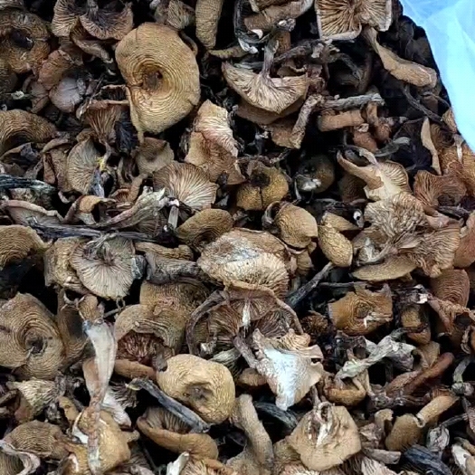五常市东北的野生榛蘑草蘑