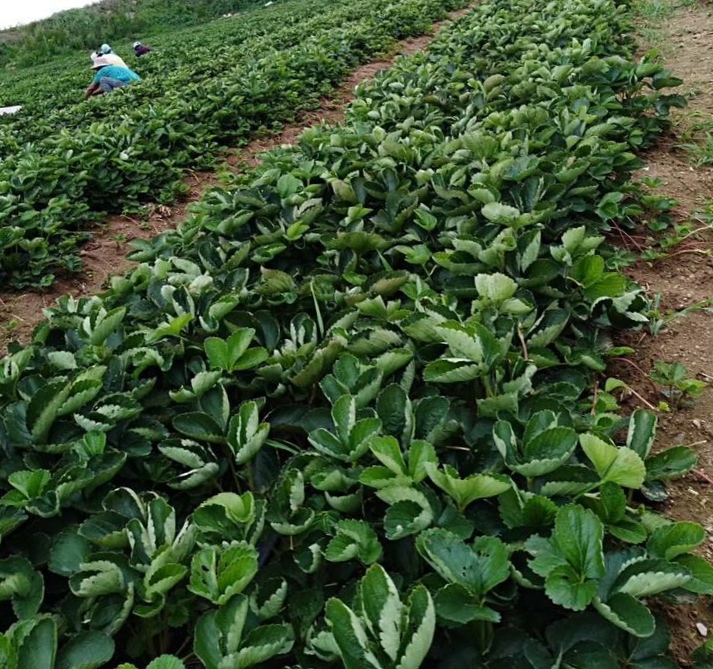 蒙瑞特草莓苗基地批发
