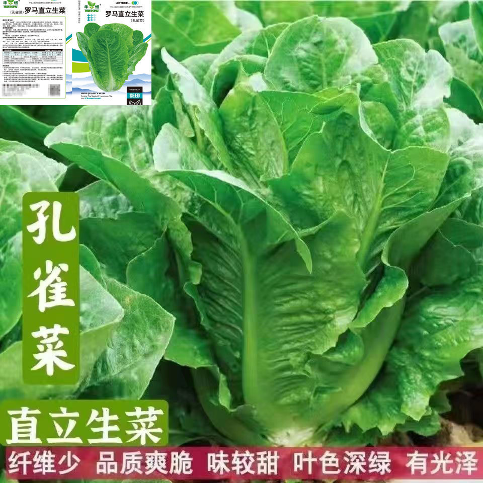 邵东市孔雀菜种子高钙四季罗马直立生菜沙拉菜籽秋冬季耐寒营养蔬菜种子