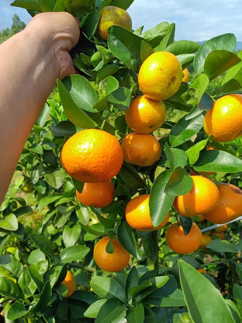 旺輝果業(yè)