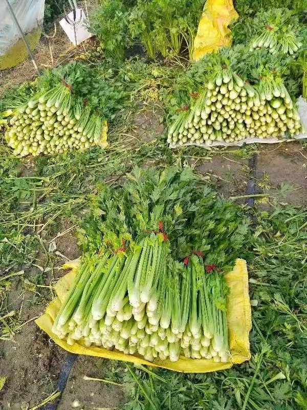 西芹