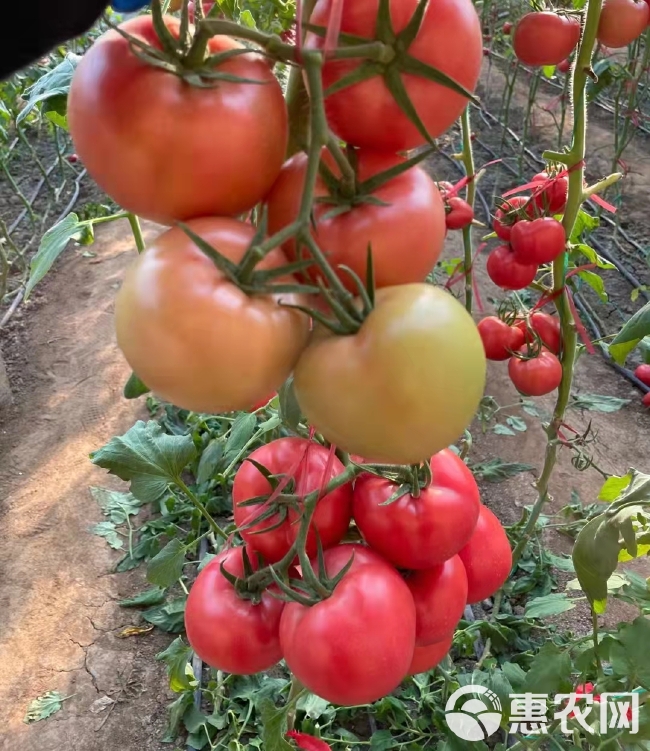 硬粉番茄苗  越冬大粉西红柿苗 口感大粉280-350g抗病