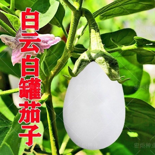 白圆茄种子白蛋茄白罐茄白茄子种子抗病高产早熟农家田园蔬菜种孑