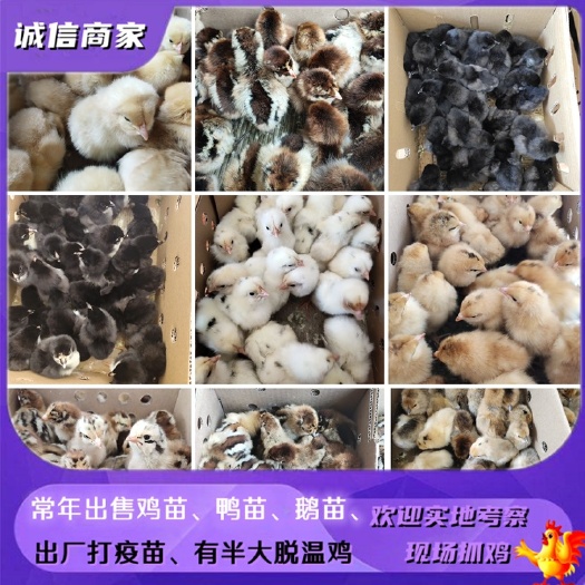 衡阳公母可选鸡苗品种土鸡苗蛋鸡苗肉鸡苗品种随机黄土鸡苗黑土鸡