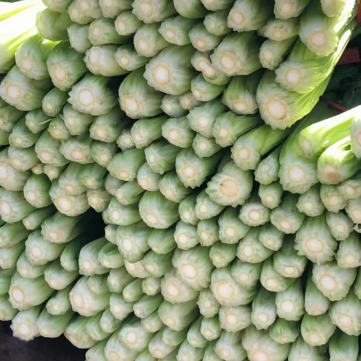 邯郸芹菜
