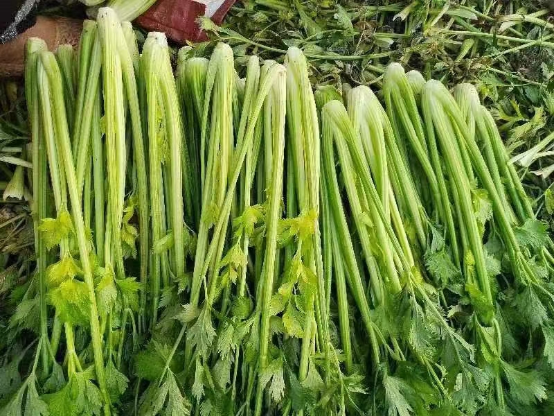 西芹