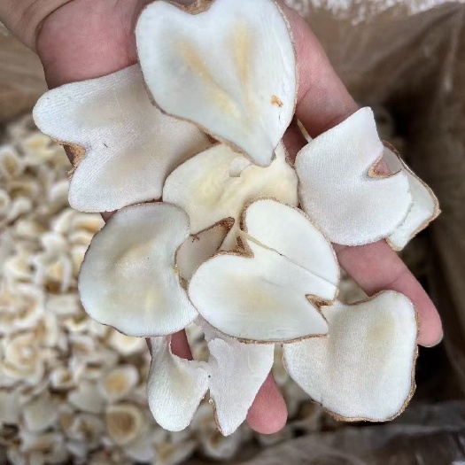 汕头亮货海底椰，价格有优势，新货漂亮，原色白片，香味更浓，清燥热