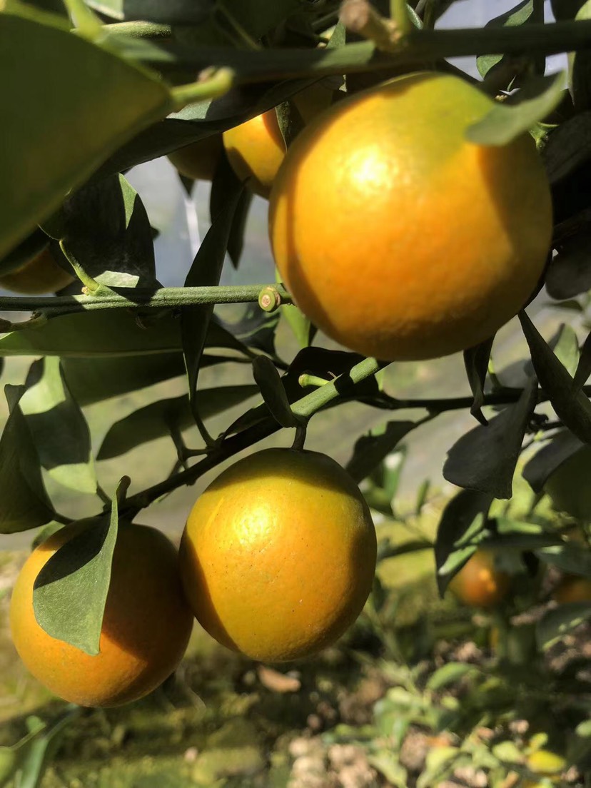 广西融安脆蜜金桔桔小刘全国招募团购批发零售