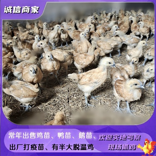衡阳出售乌骨鸡苗黄毛乌鸡脱温鸡苗金凤凰乌鸡脱温苗饲养一个月