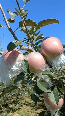 莒县山东优质红富士苹果大量上市、产地直销
