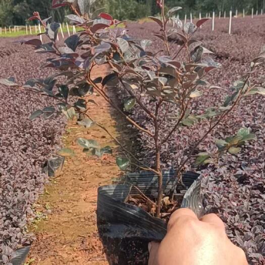 郴州红继木杯苗
