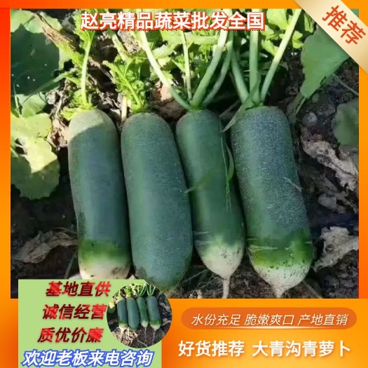 天门市湖北省天门多宝镇 青皮萝卜水果萝卜水份充足脆嫩爽口产地直销。