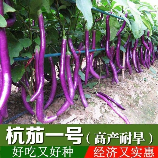 紫红线茄种子杭茄一号长茄种籽线茄四季蔬菜种籽春季秋冬茄子种孑