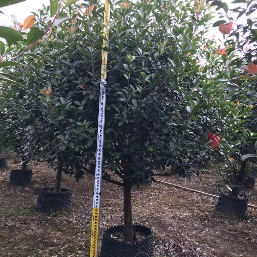桂林假植红叶石楠