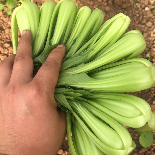 仁寿县精品小白菜，上海青！真心诚邀老板合作！长年不断货，品种齐全！