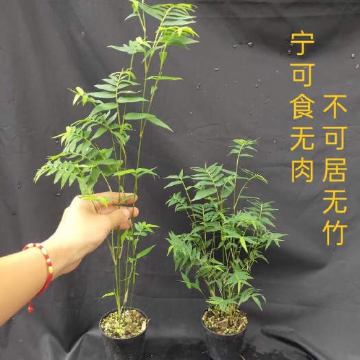 精品凤尾竹文人室内造景绿植易养盆栽植物