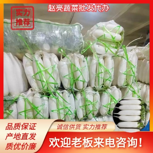 沙洋县湖北荆门市沙洋县白萝卜产地直发全国供应对接电商批发商。