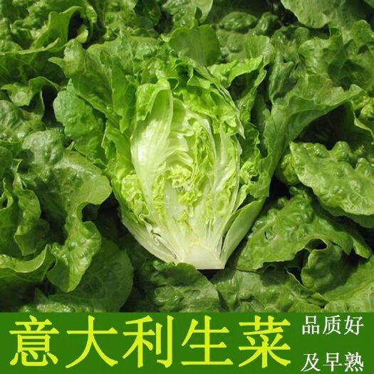 邵东市意大利生菜种子阳台盆栽青菜四季播生菜种籽农家春季夏季蔬菜种孑