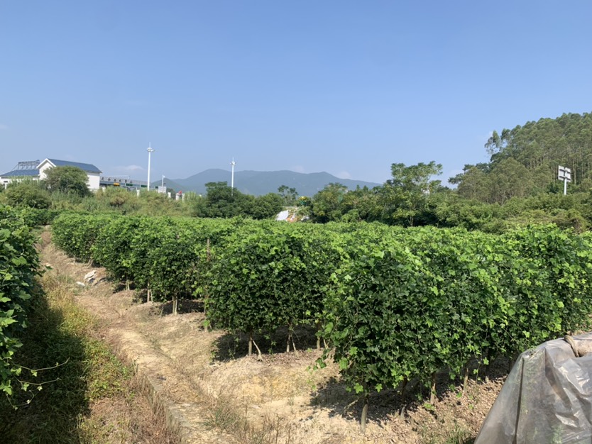 合水粉葛，礼盒装包装，6.5-7斤装种植基地直发