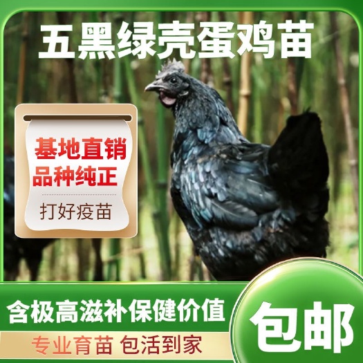 南宁正宗【五黑绿壳蛋鸡】乌鸡农家散养乌骨鸡活苗