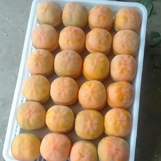 易县磨盘柿2毛-8毛钱！产地长期供货，想挣钱的老板抓紧联系我！！