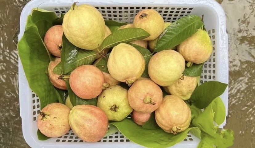 广州胭脂红番石榴新鲜芭乐广州增城番石榴果园现摘现发量大可批发