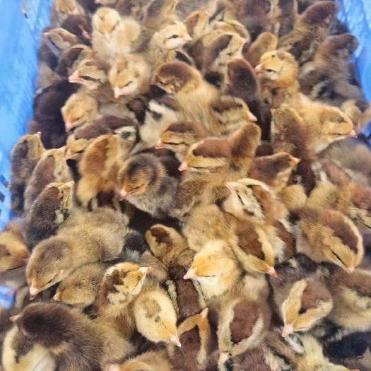 新郑市温氏黄花公鸡苗