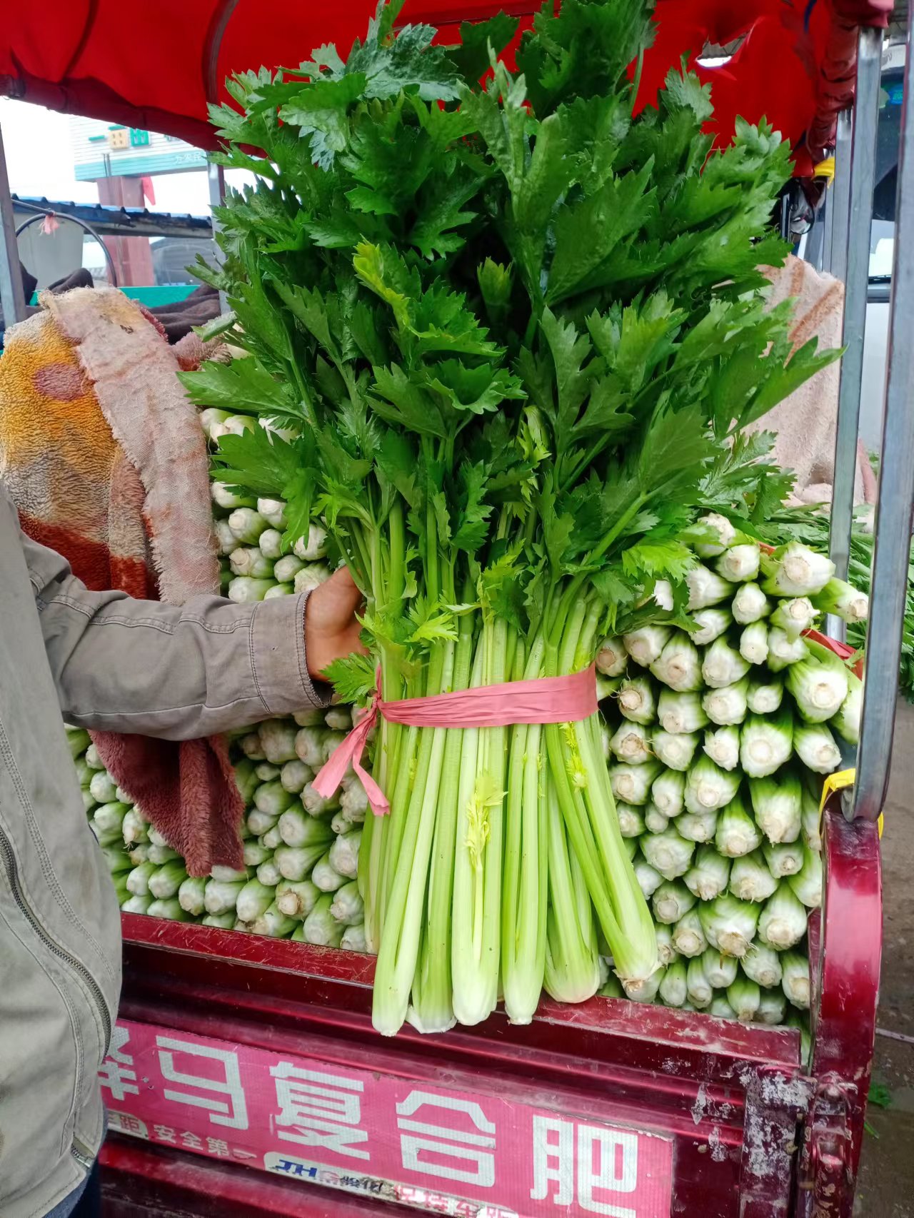 西芹