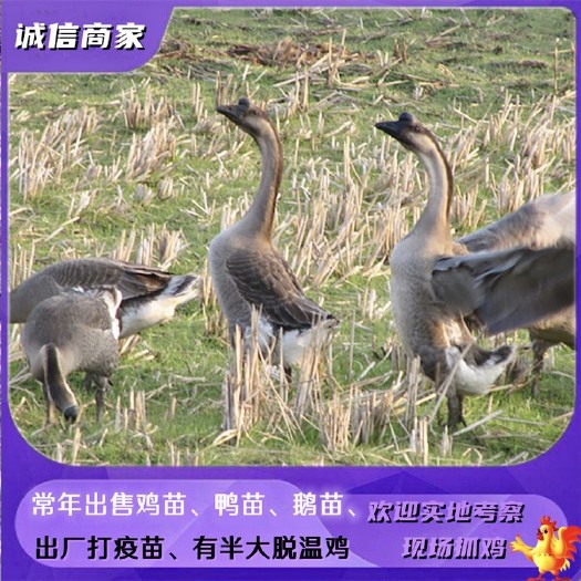 衡阳出售马岗鹅苗马岗灰鹅苗成年12－13斤