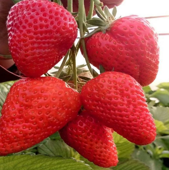 蒙瑞特草莓苗基地批发