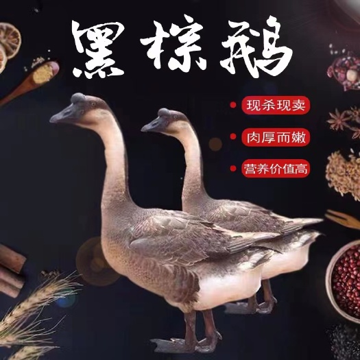 佛山新鲜黑棕鹅