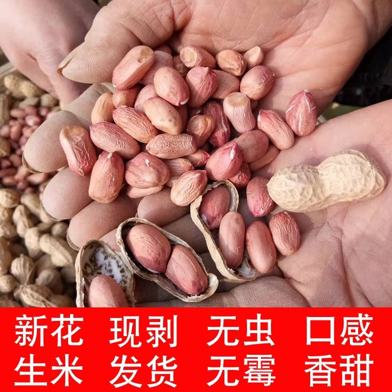通许县新花生精品手剥花生米花育25芽苗菜专用种子5斤试用装河南特产