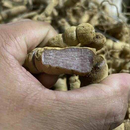 德庆县紫肉巴戟天