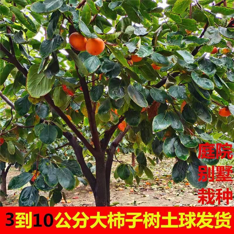 3_10公分柿子树果苗特大无核甜脆柿盆地栽庭院当年结果