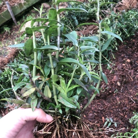乐清市铁皮石斛三年苗栽种可种花盆或者绑树或者木头上都可以