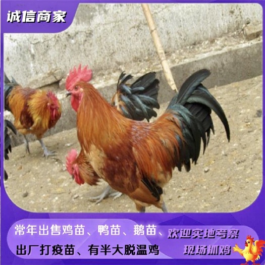 衡阳批发红瑶鸡苗红毛土鸡苗青脚土鸡苗