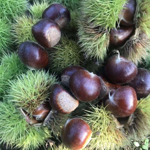 迁西县迁西板栗，香甜软糯